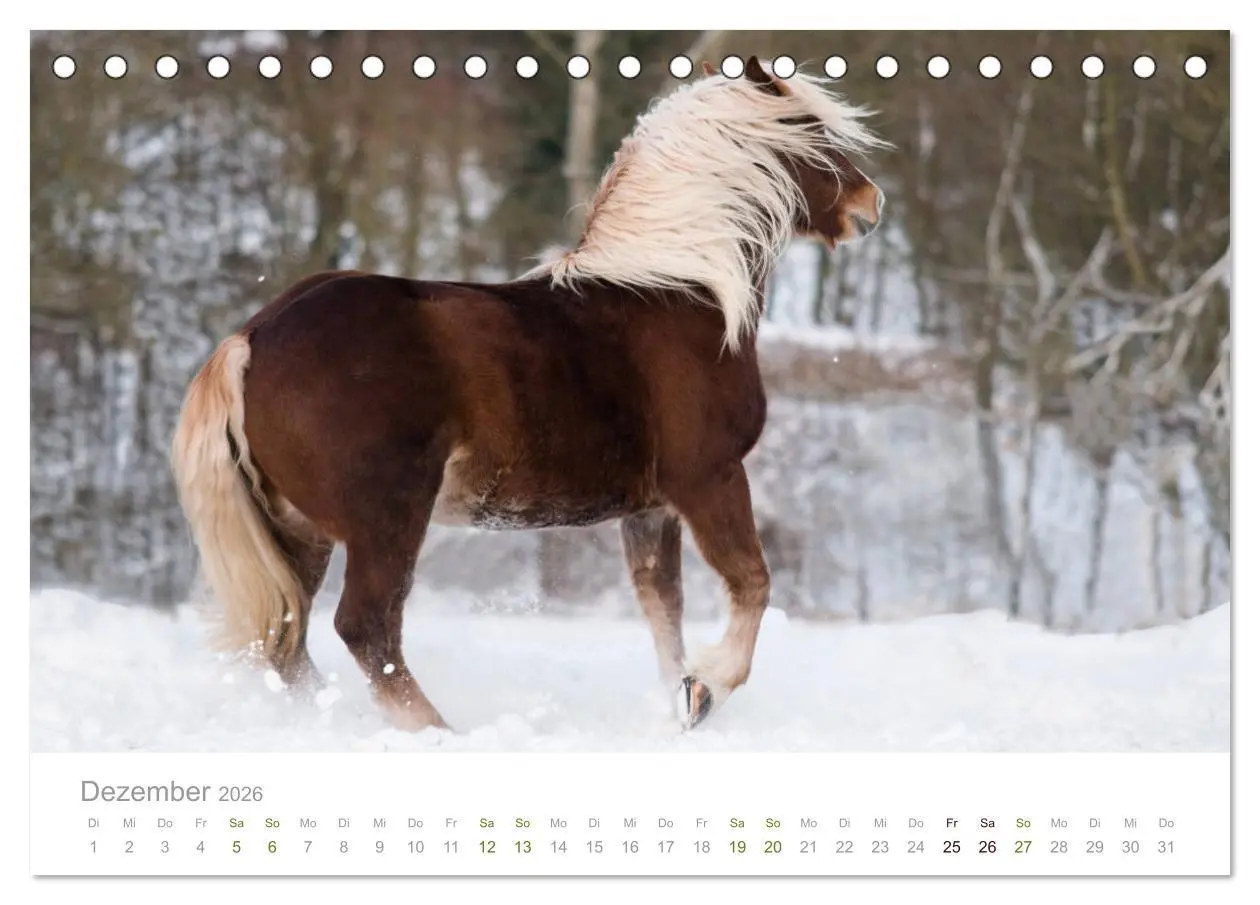 Bild: 9783457730041 | Faszination und Vielfalt - Schwarzwälder Kaltblut (Tischkalender...