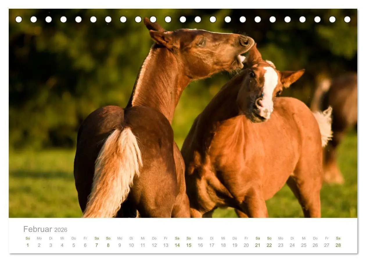 Bild: 9783457730041 | Faszination und Vielfalt - Schwarzwälder Kaltblut (Tischkalender...