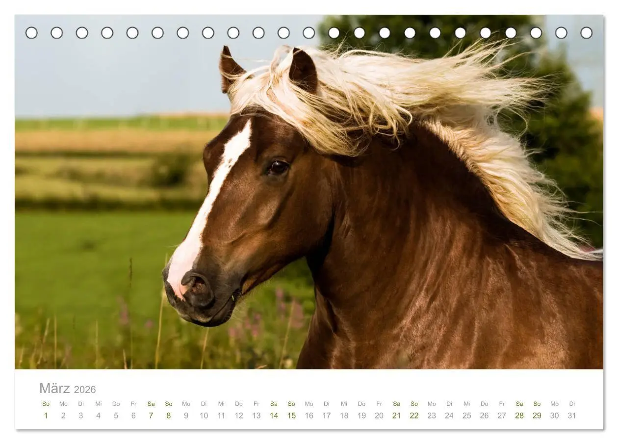 Bild: 9783457730041 | Faszination und Vielfalt - Schwarzwälder Kaltblut (Tischkalender...
