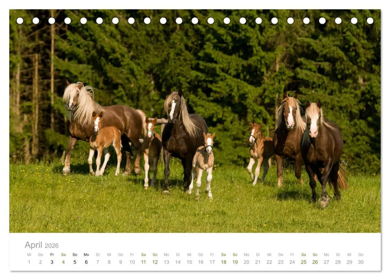 Bild: 9783457730041 | Faszination und Vielfalt - Schwarzwälder Kaltblut (Tischkalender...