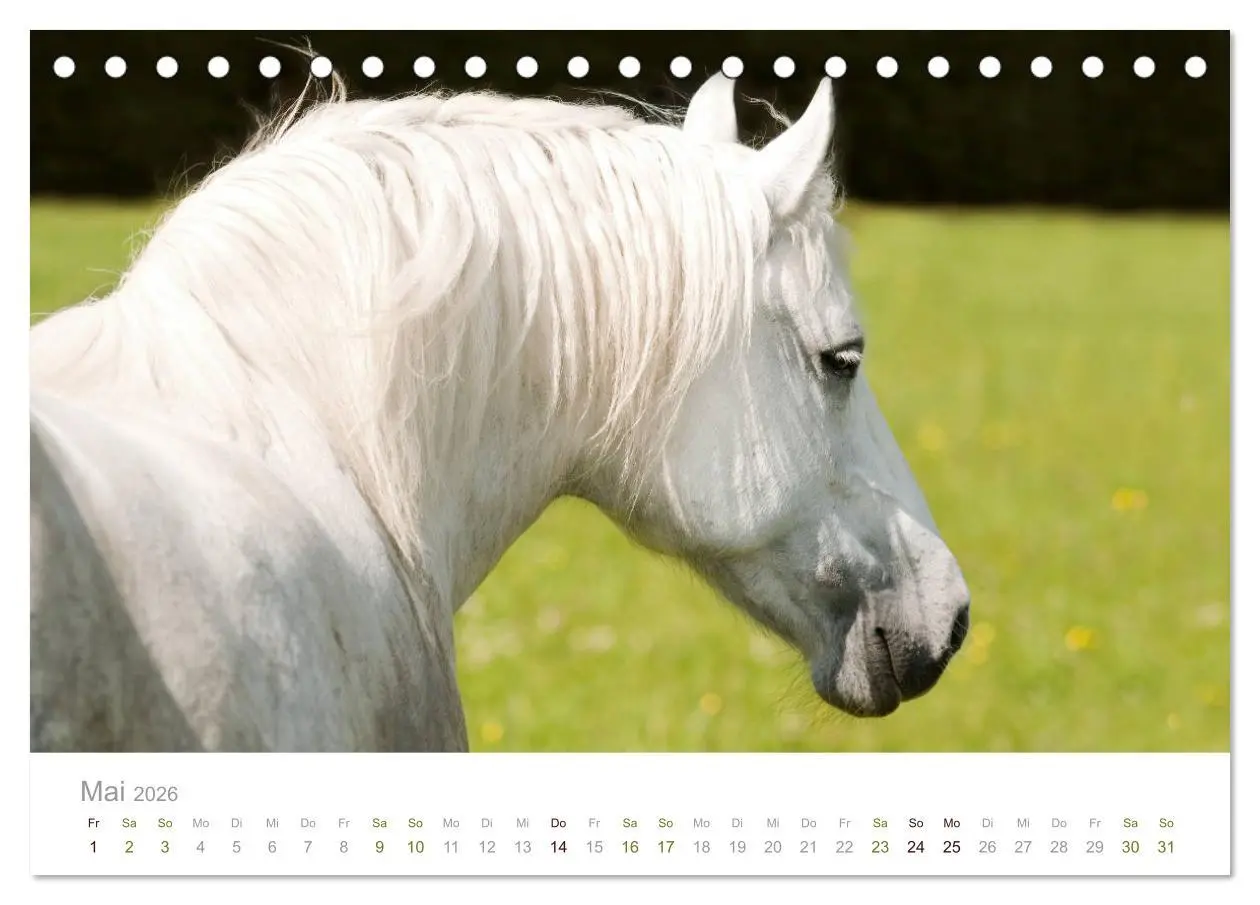 Bild: 9783457730041 | Faszination und Vielfalt - Schwarzwälder Kaltblut (Tischkalender...