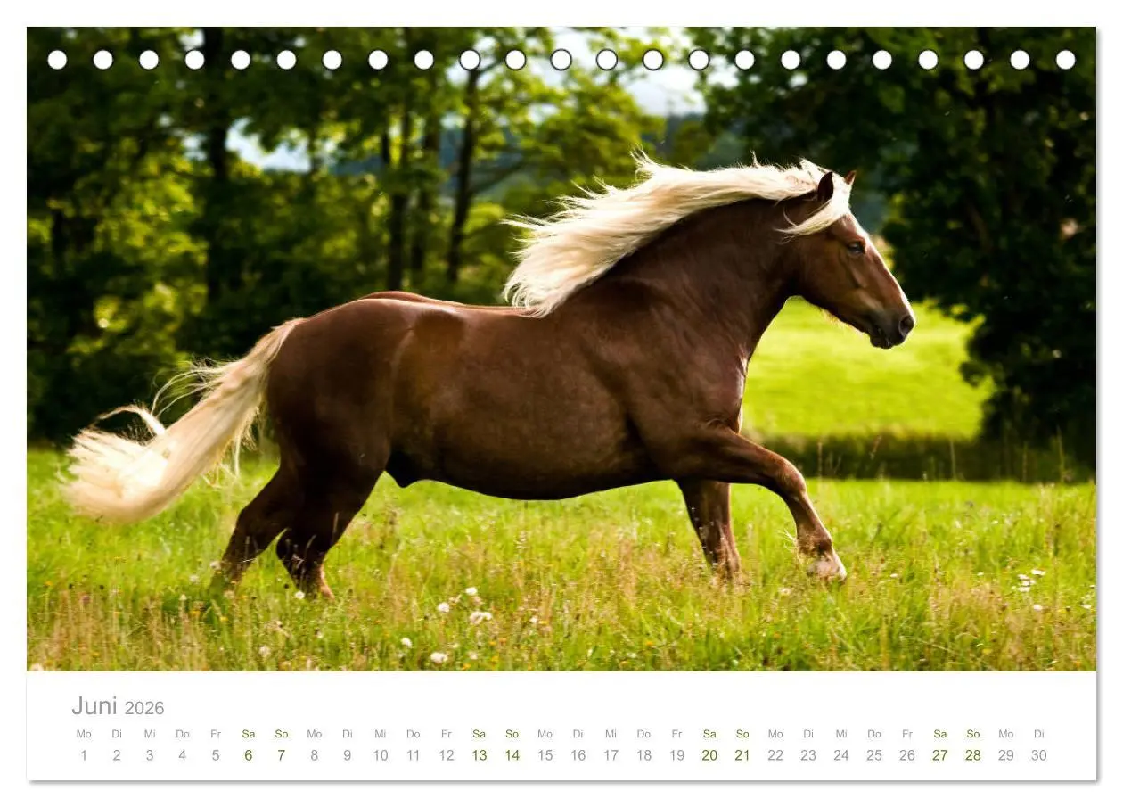 Bild: 9783457730041 | Faszination und Vielfalt - Schwarzwälder Kaltblut (Tischkalender...