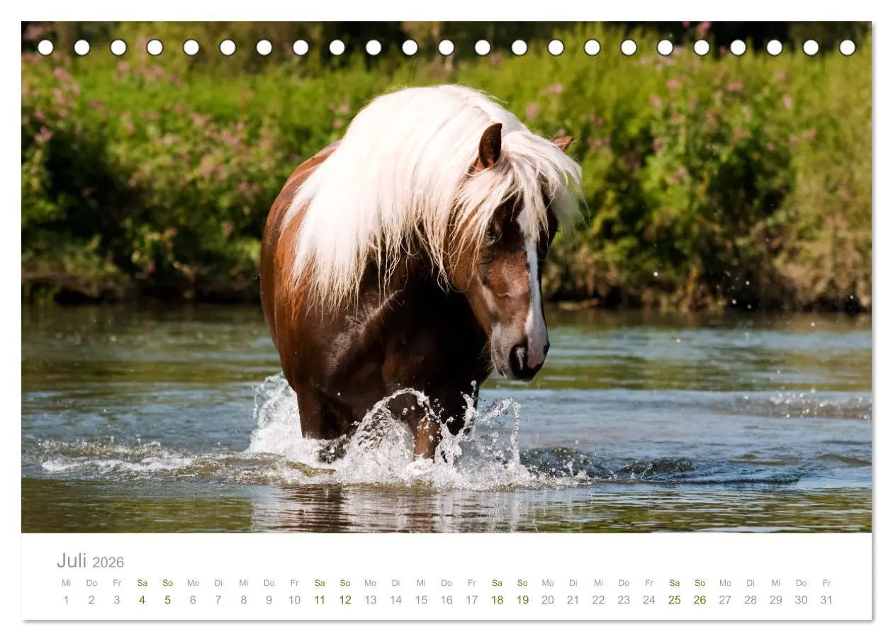 Bild: 9783457730041 | Faszination und Vielfalt - Schwarzwälder Kaltblut (Tischkalender...