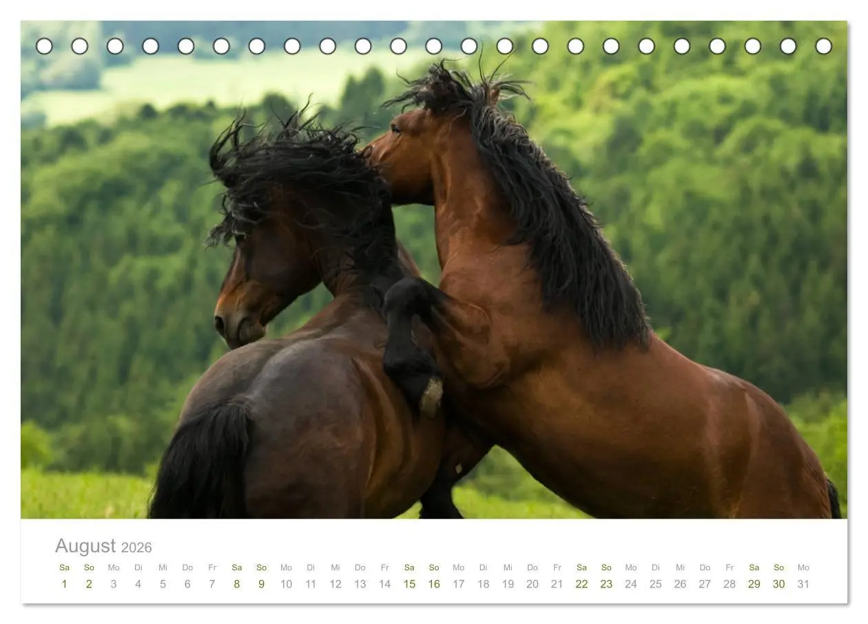 Bild: 9783457730041 | Faszination und Vielfalt - Schwarzwälder Kaltblut (Tischkalender...