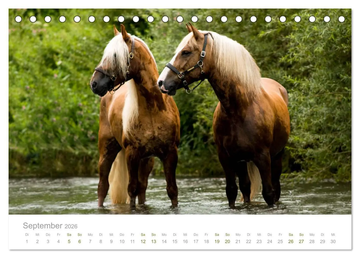 Bild: 9783457730041 | Faszination und Vielfalt - Schwarzwälder Kaltblut (Tischkalender...