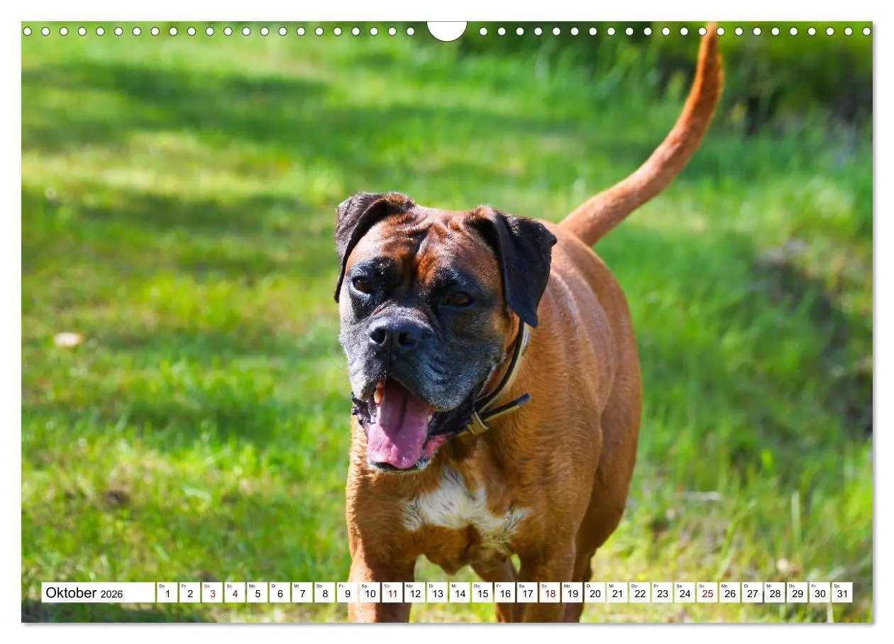 Bild: 9783457570241 | Muskelprotz Boxer (Wandkalender 2026 DIN A3 quer), CALVENDO...