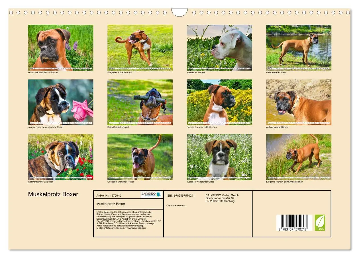 Bild: 9783457570241 | Muskelprotz Boxer (Wandkalender 2026 DIN A3 quer), CALVENDO...