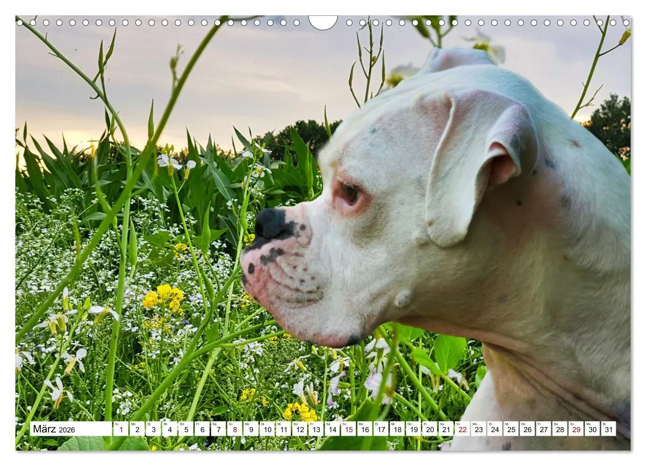 Bild: 9783457570241 | Muskelprotz Boxer (Wandkalender 2026 DIN A3 quer), CALVENDO...