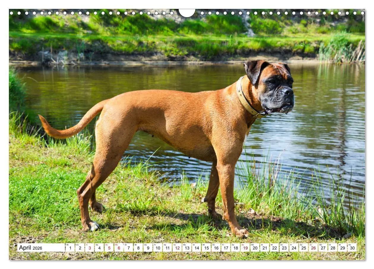 Bild: 9783457570241 | Muskelprotz Boxer (Wandkalender 2026 DIN A3 quer), CALVENDO...