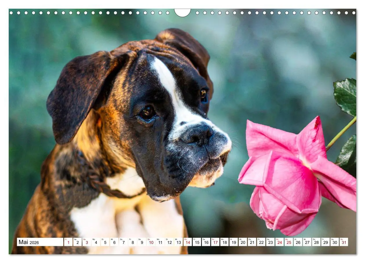 Bild: 9783457570241 | Muskelprotz Boxer (Wandkalender 2026 DIN A3 quer), CALVENDO...