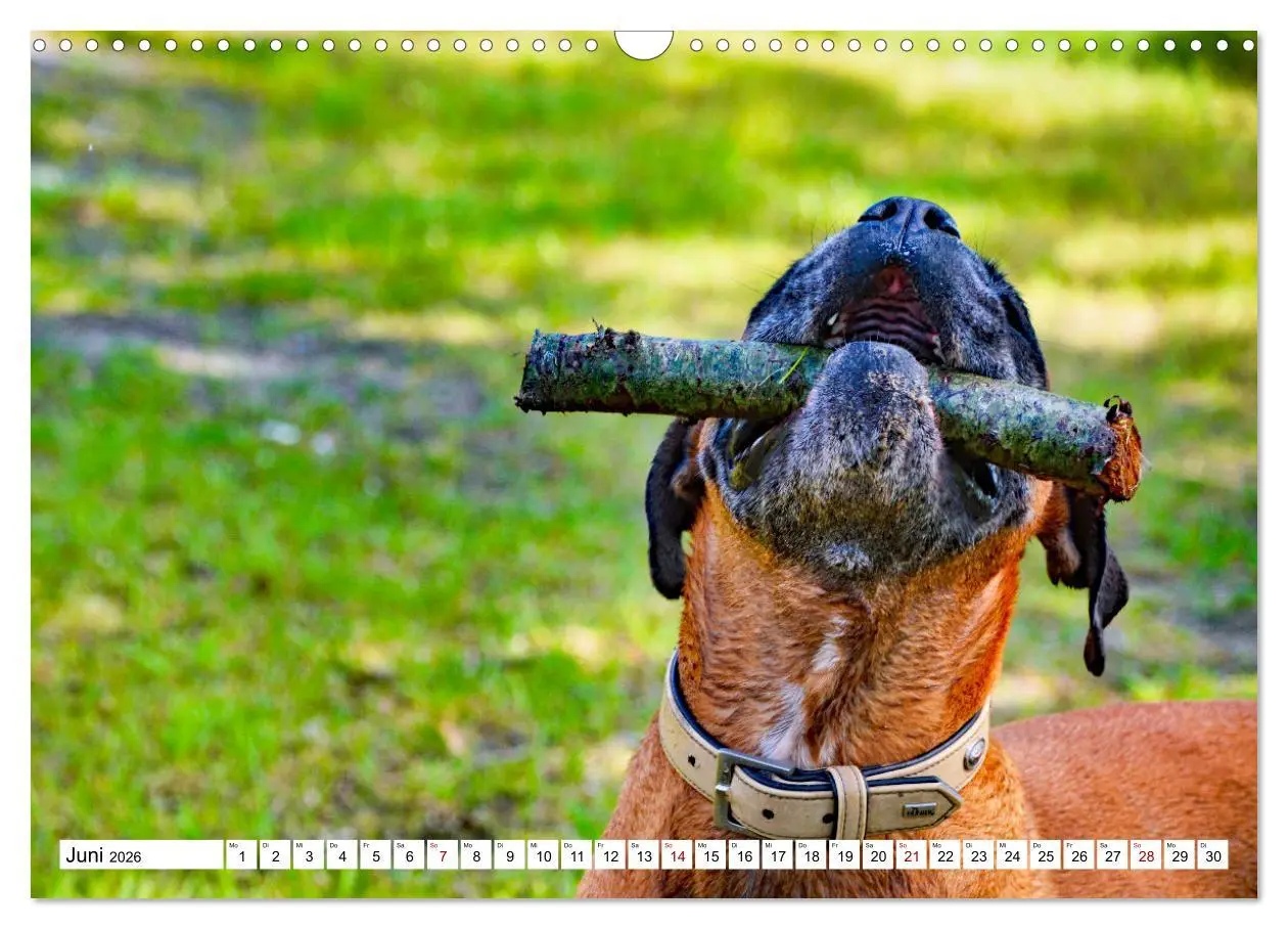 Bild: 9783457570241 | Muskelprotz Boxer (Wandkalender 2026 DIN A3 quer), CALVENDO...