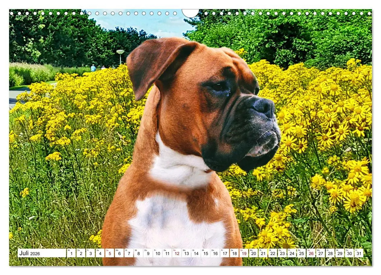 Bild: 9783457570241 | Muskelprotz Boxer (Wandkalender 2026 DIN A3 quer), CALVENDO...