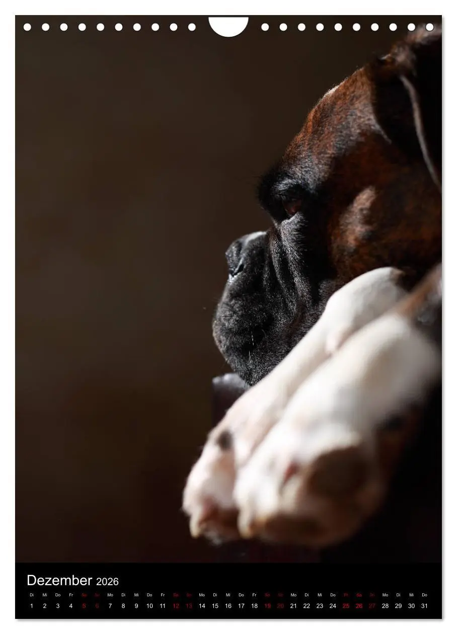 Bild: 9783516420241 | Boxer - Charmante Charakterköpfe (Wandkalender 2026 DIN A4 hoch),...