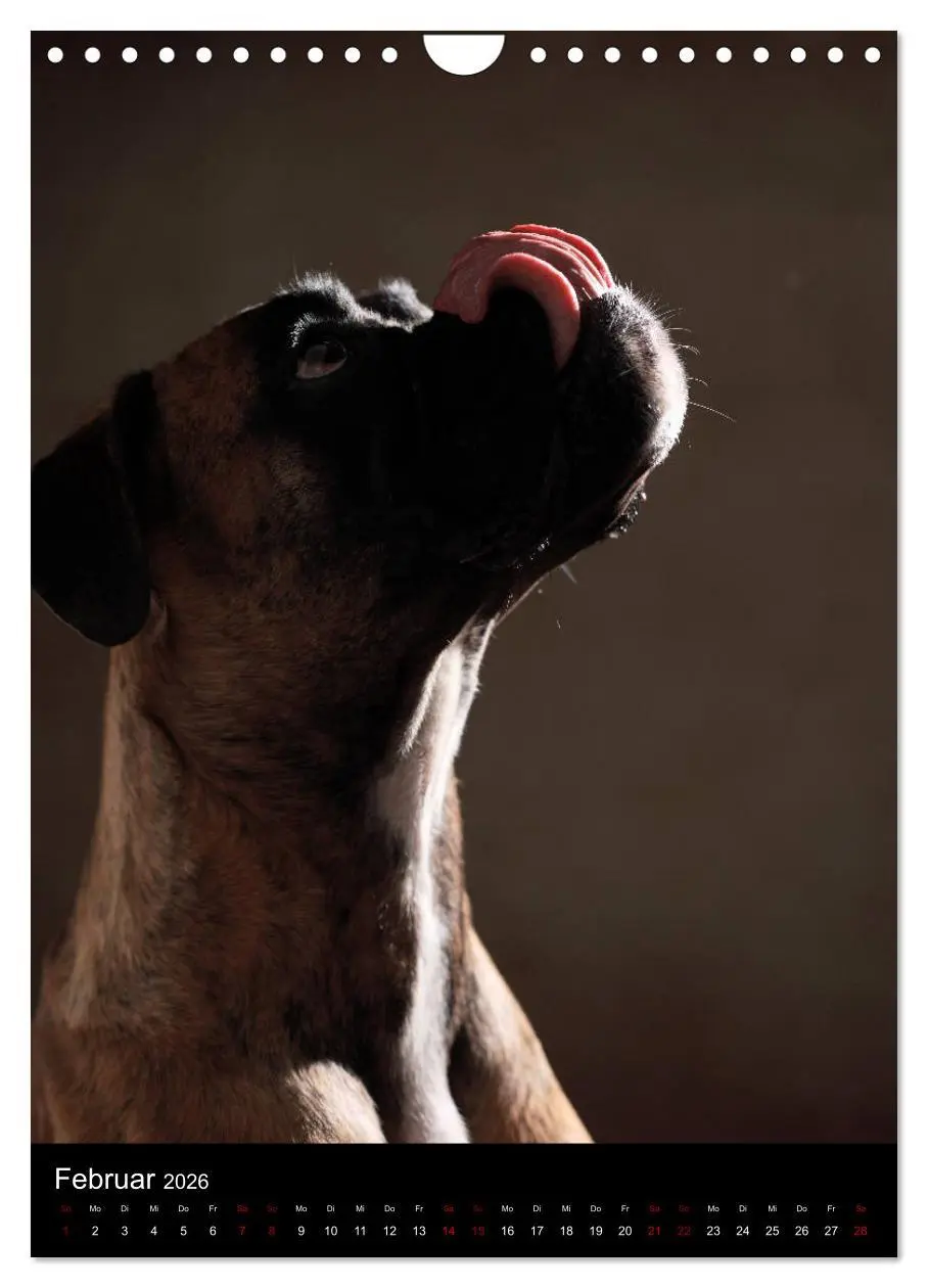 Bild: 9783516420241 | Boxer - Charmante Charakterköpfe (Wandkalender 2026 DIN A4 hoch),...