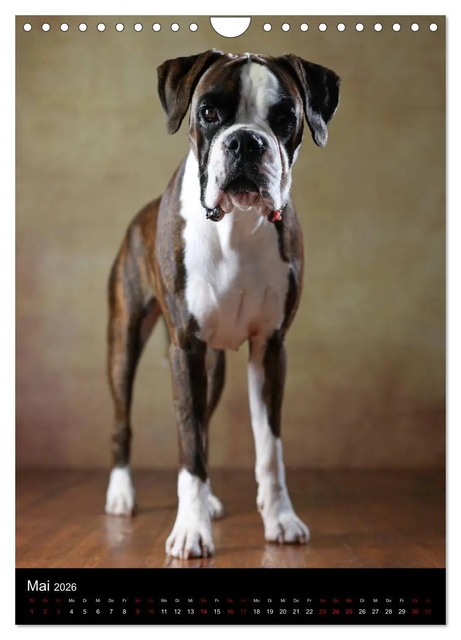 Bild: 9783516420241 | Boxer - Charmante Charakterköpfe (Wandkalender 2026 DIN A4 hoch),...