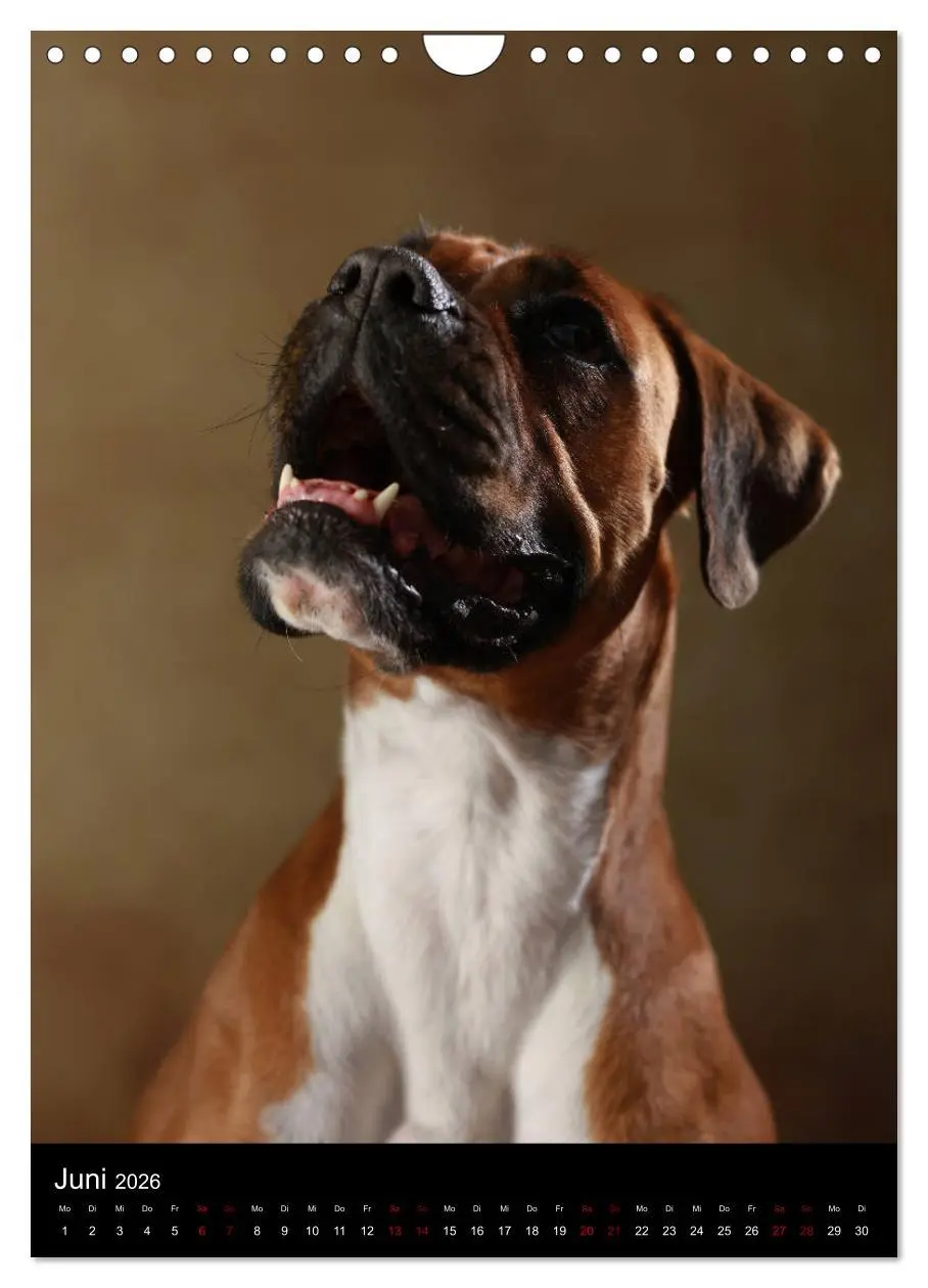 Bild: 9783516420241 | Boxer - Charmante Charakterköpfe (Wandkalender 2026 DIN A4 hoch),...