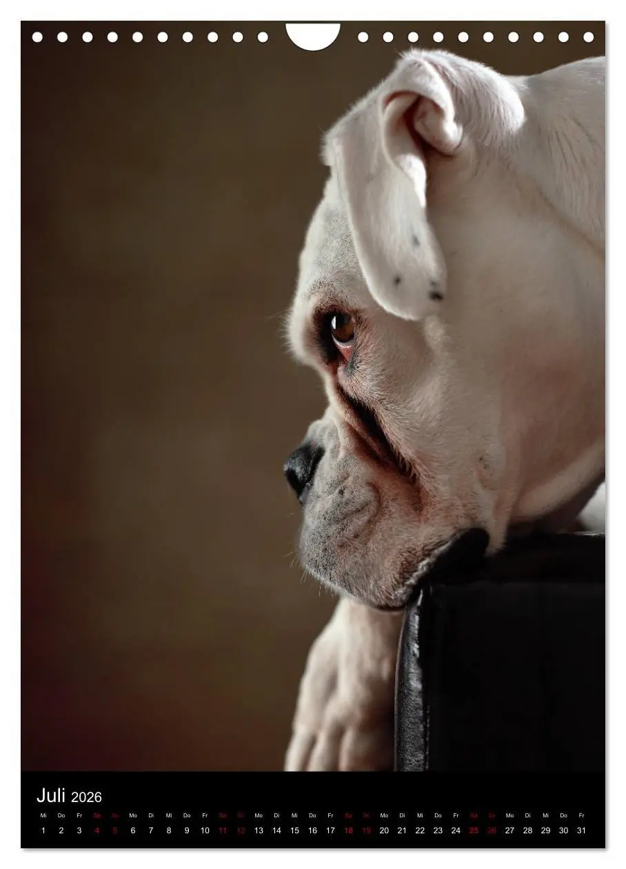Bild: 9783516420241 | Boxer - Charmante Charakterköpfe (Wandkalender 2026 DIN A4 hoch),...