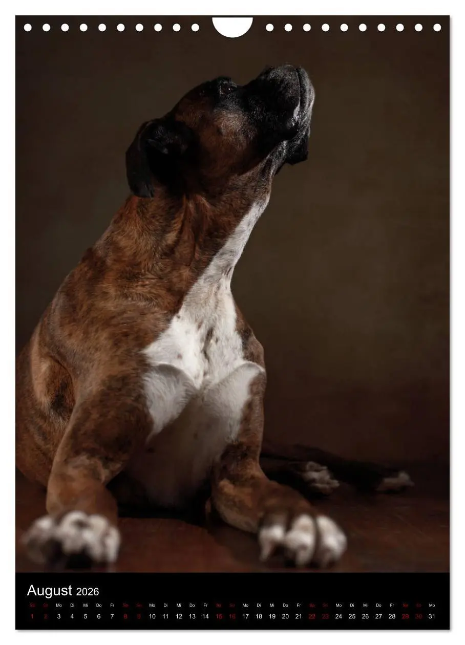 Bild: 9783516420241 | Boxer - Charmante Charakterköpfe (Wandkalender 2026 DIN A4 hoch),...