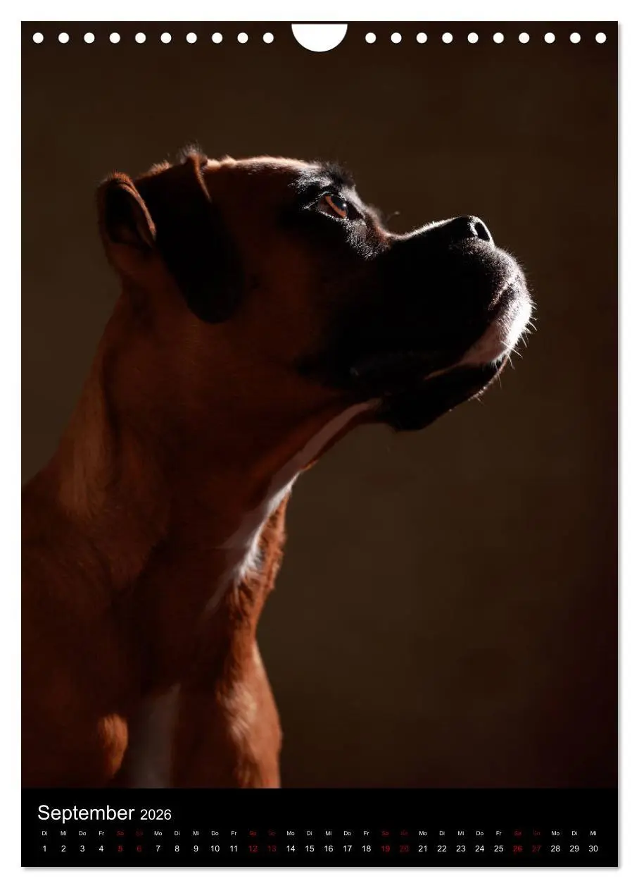 Bild: 9783516420241 | Boxer - Charmante Charakterköpfe (Wandkalender 2026 DIN A4 hoch),...