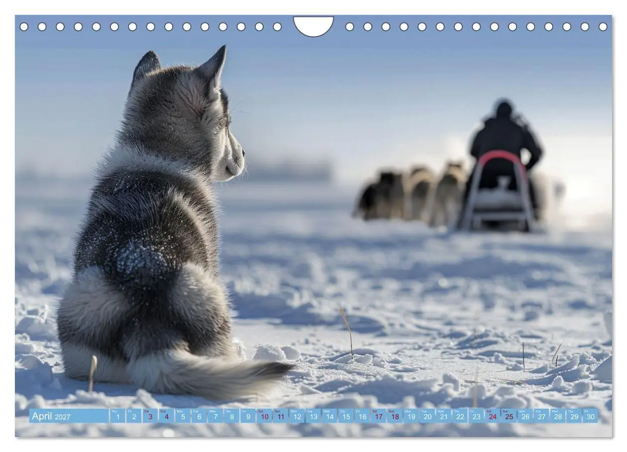 Bild: 9783569130241 | Sled Dogs - the Dream of Running (Wall Calendar 2027 DIN A4...
