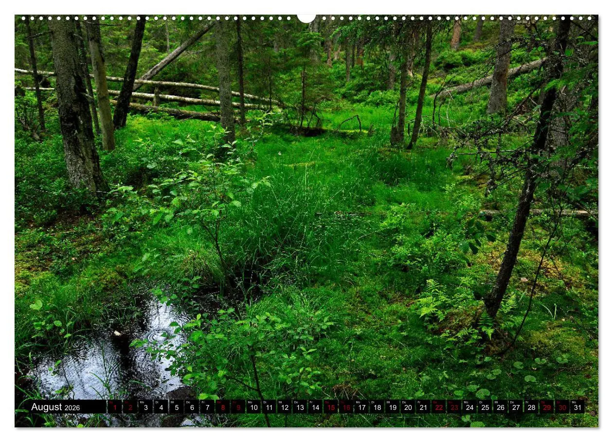 Bild: 9783457940341 | Tiveden, der NatURWALD in Schweden (Wandkalender 2026 DIN A2 quer),...