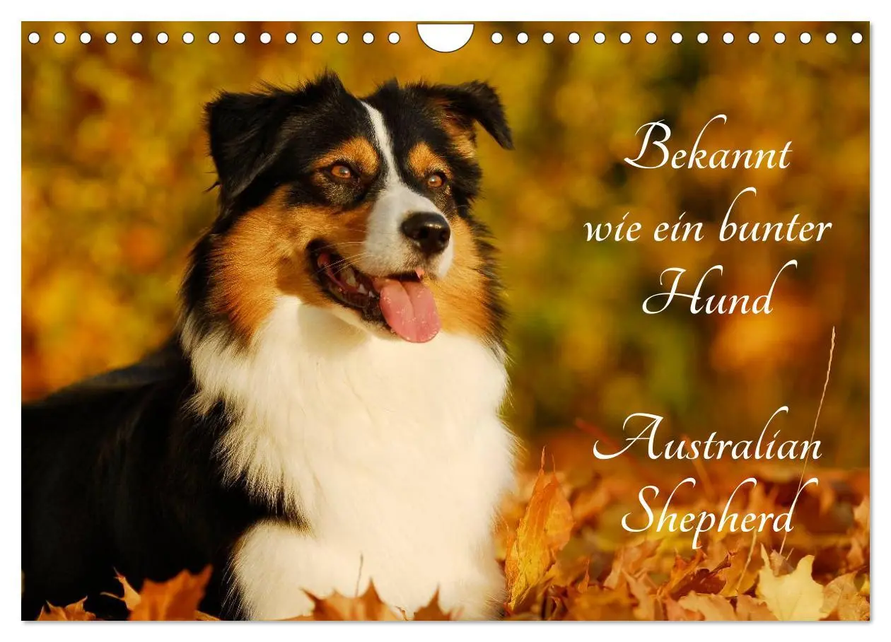 Cover: 9783516030341 | Bekannt wie ein bunter Hund. Australian Shepherd (Wandkalender 2026...
