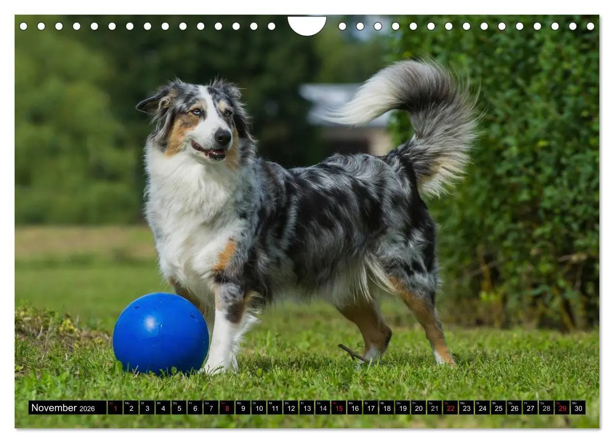 Bild: 9783516030341 | Bekannt wie ein bunter Hund. Australian Shepherd (Wandkalender 2026...