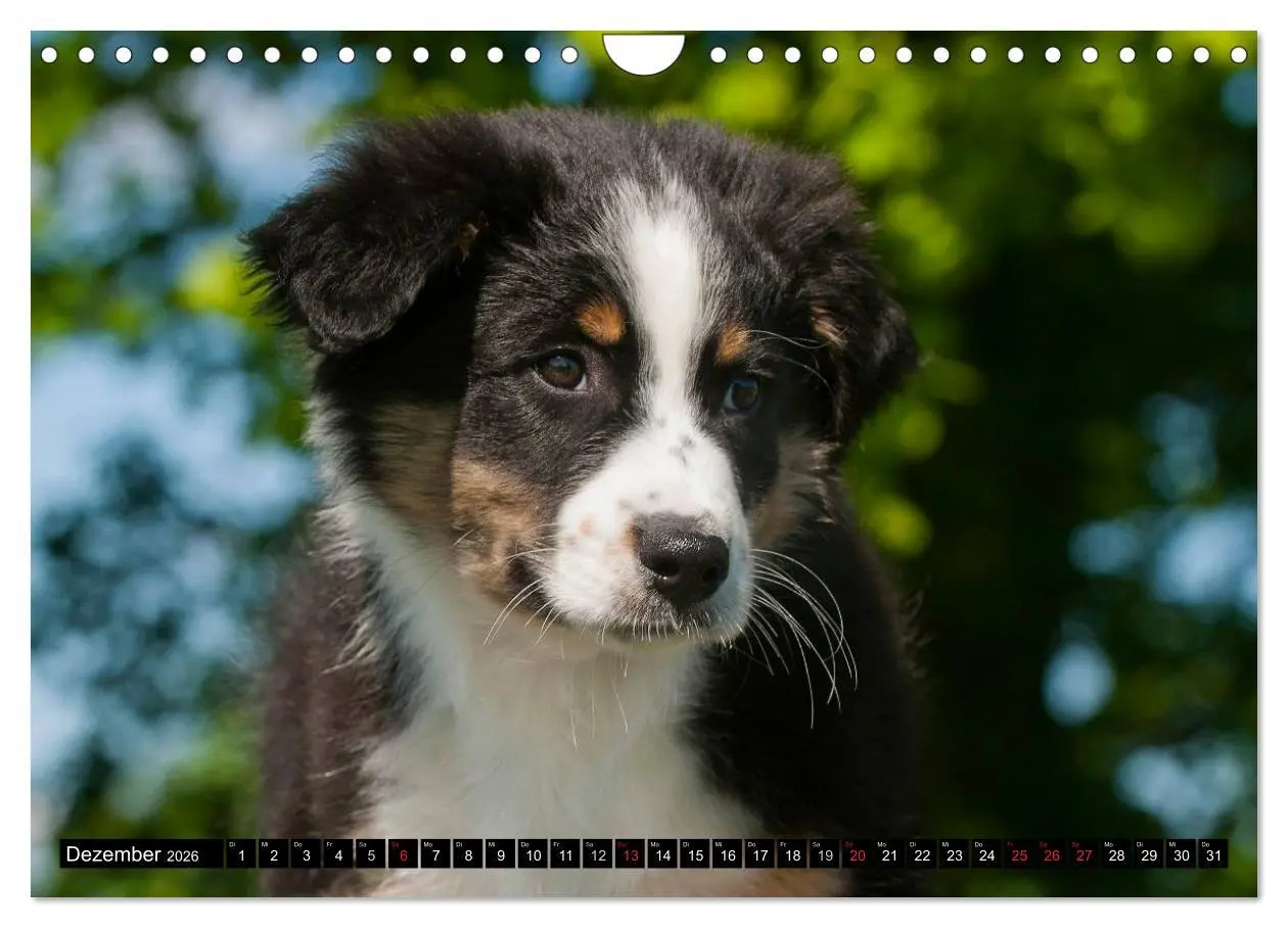 Bild: 9783516030341 | Bekannt wie ein bunter Hund. Australian Shepherd (Wandkalender 2026...