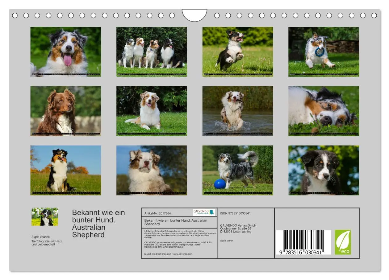 Bild: 9783516030341 | Bekannt wie ein bunter Hund. Australian Shepherd (Wandkalender 2026...