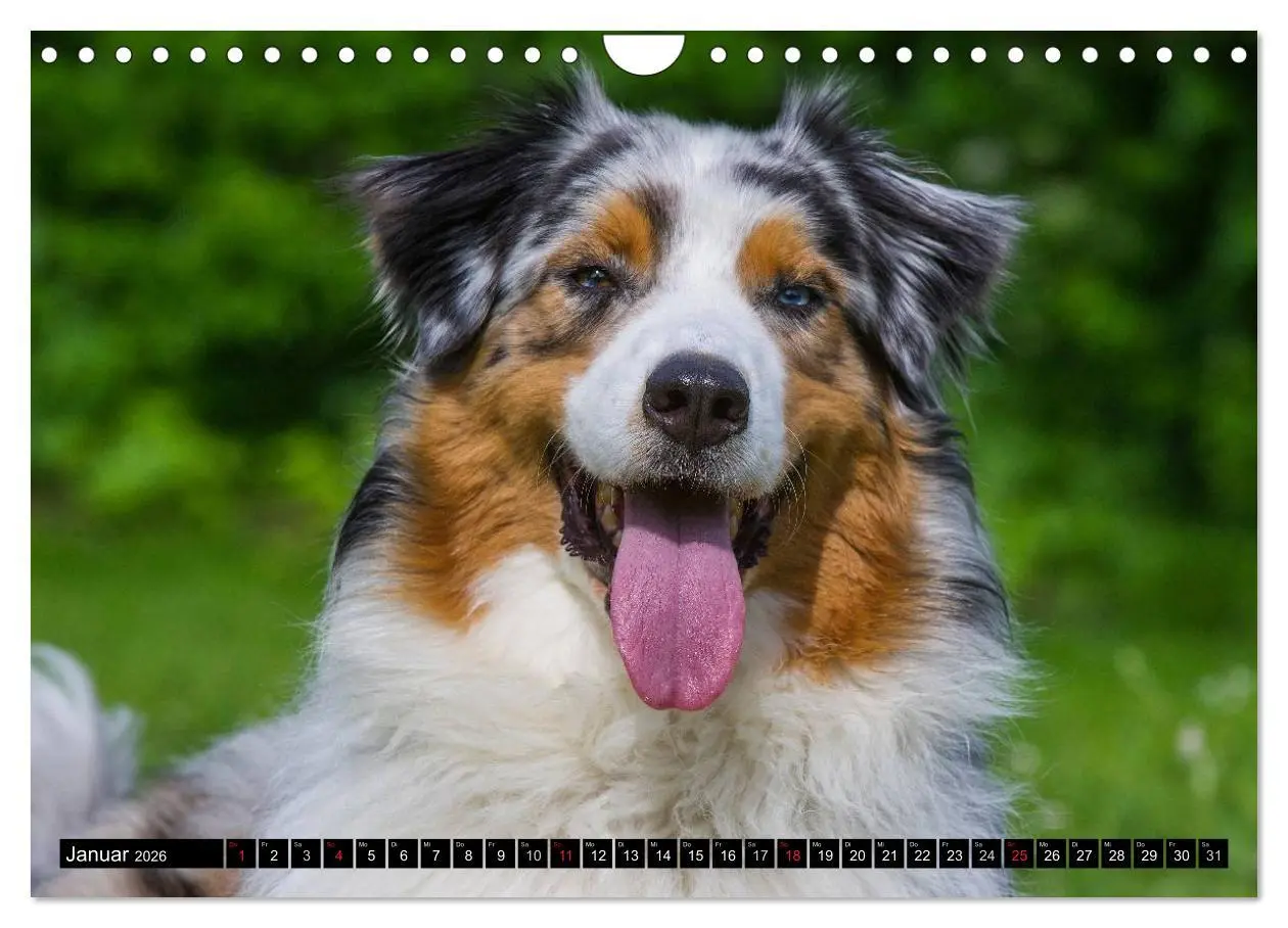 Bild: 9783516030341 | Bekannt wie ein bunter Hund. Australian Shepherd (Wandkalender 2026...