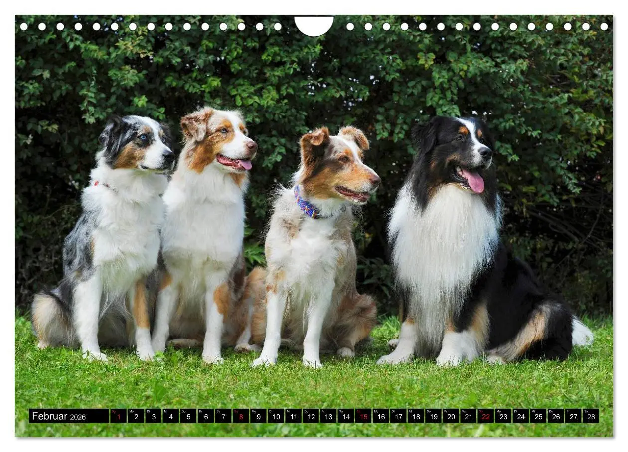 Bild: 9783516030341 | Bekannt wie ein bunter Hund. Australian Shepherd (Wandkalender 2026...