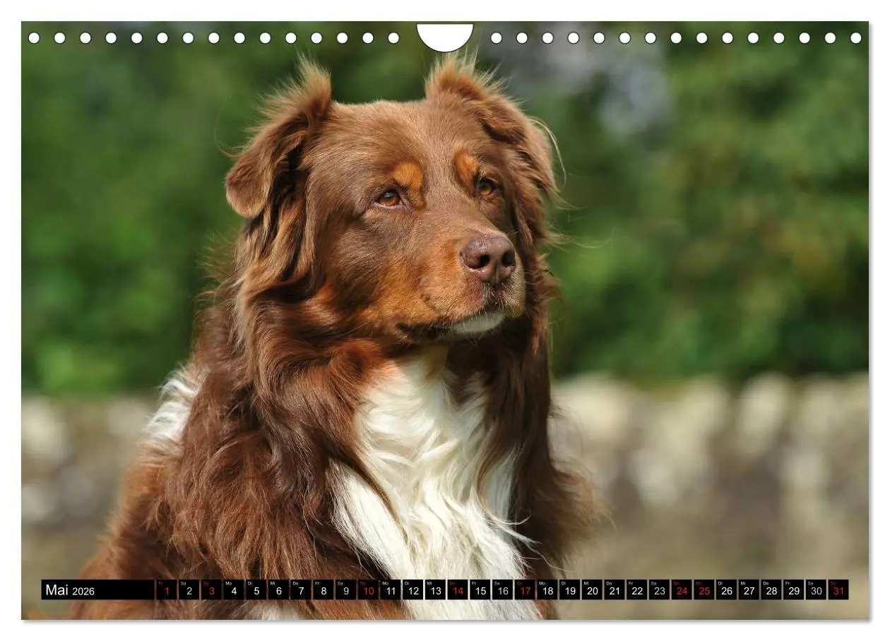 Bild: 9783516030341 | Bekannt wie ein bunter Hund. Australian Shepherd (Wandkalender 2026...