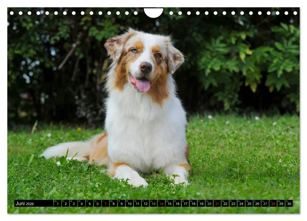 Bild: 9783516030341 | Bekannt wie ein bunter Hund. Australian Shepherd (Wandkalender 2026...