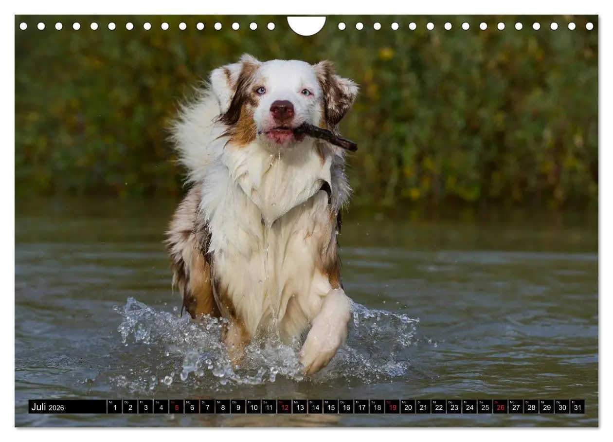 Bild: 9783516030341 | Bekannt wie ein bunter Hund. Australian Shepherd (Wandkalender 2026...