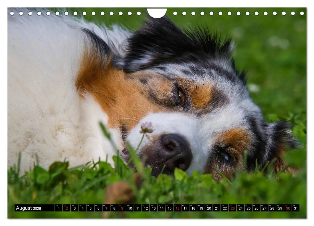 Bild: 9783516030341 | Bekannt wie ein bunter Hund. Australian Shepherd (Wandkalender 2026...