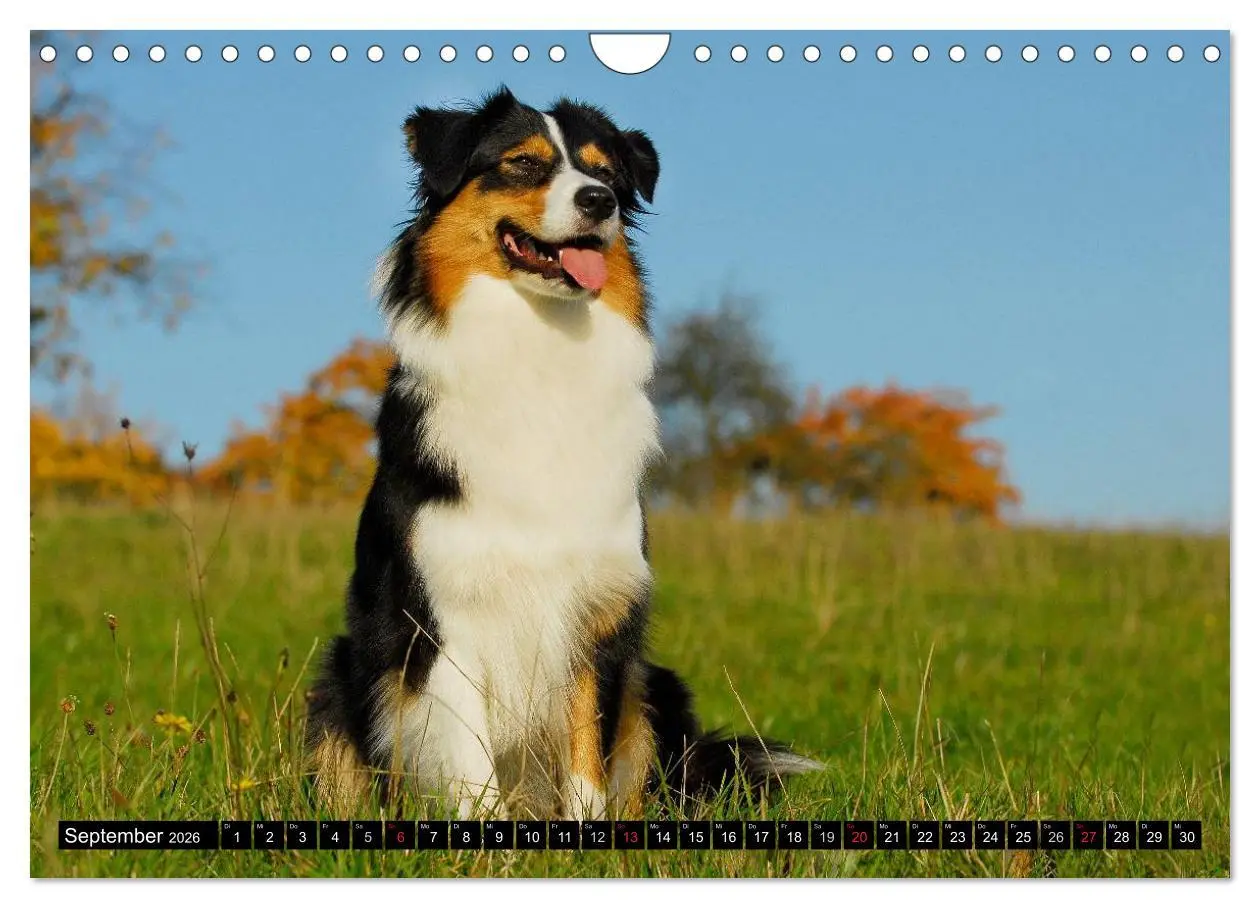 Bild: 9783516030341 | Bekannt wie ein bunter Hund. Australian Shepherd (Wandkalender 2026...