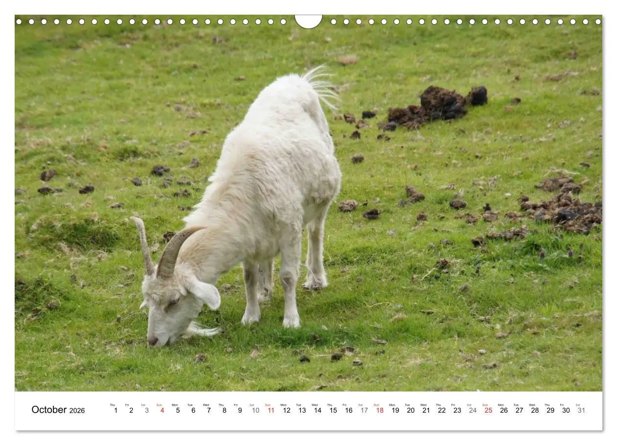 Bild: 9783516580341 | Charming - Mystic Devon Dartmoor, South England (Wall Calendar 2026...