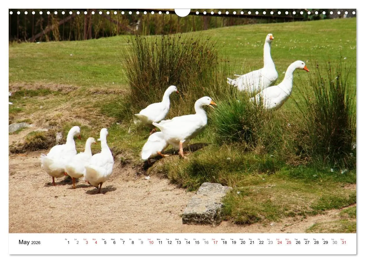 Bild: 9783516580341 | Charming - Mystic Devon Dartmoor, South England (Wall Calendar 2026...