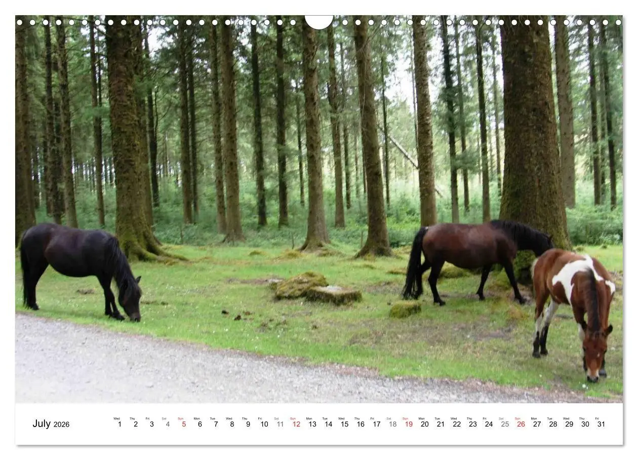 Bild: 9783516580341 | Charming - Mystic Devon Dartmoor, South England (Wall Calendar 2026...