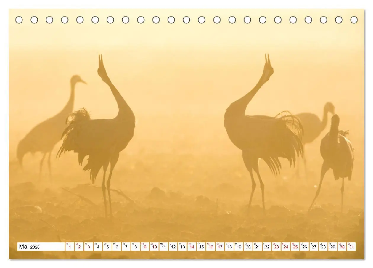 Bild: 9783457550441 | Bei den Kranichen (Tischkalender 2026 DIN A5 quer), CALVENDO...
