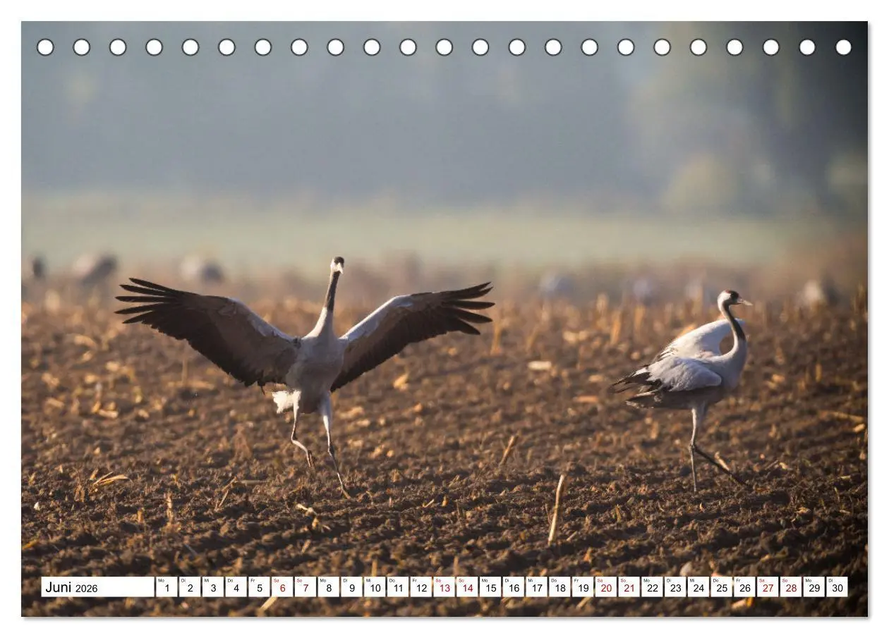 Bild: 9783457550441 | Bei den Kranichen (Tischkalender 2026 DIN A5 quer), CALVENDO...