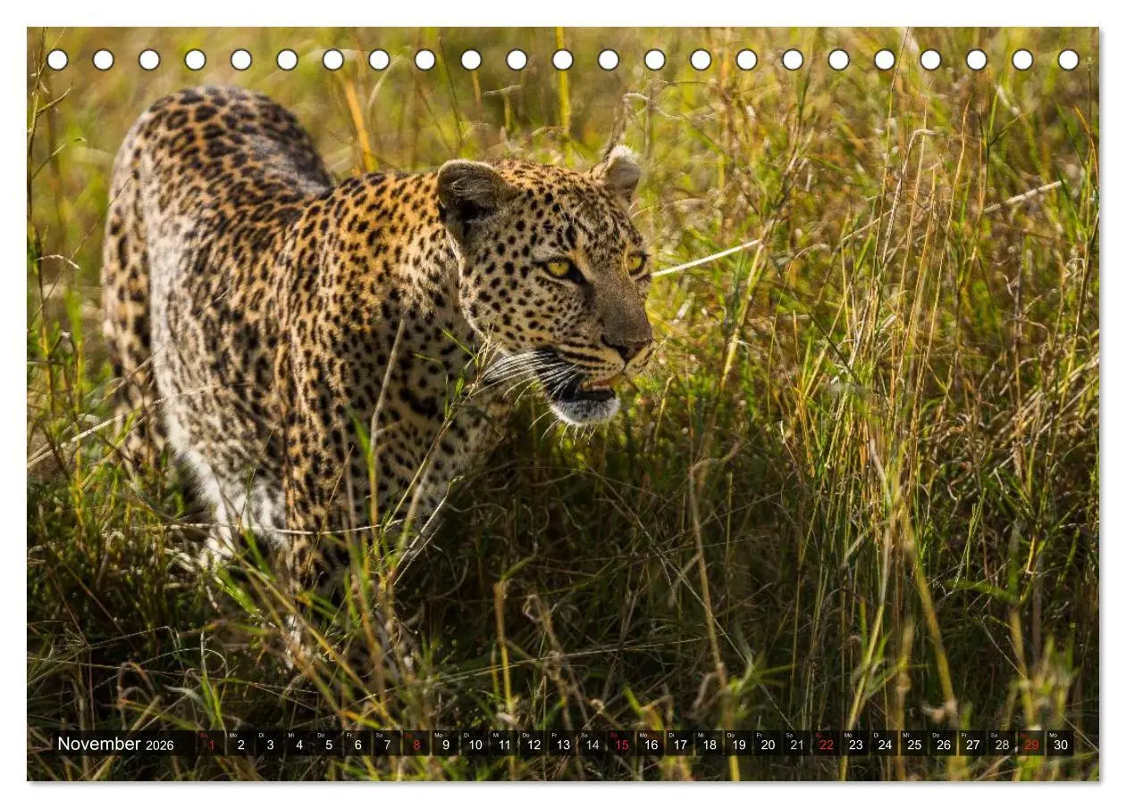 Bild: 9783516160741 | Kenia 2026 (Tischkalender 2026 DIN A5 quer), CALVENDO Monatskalender