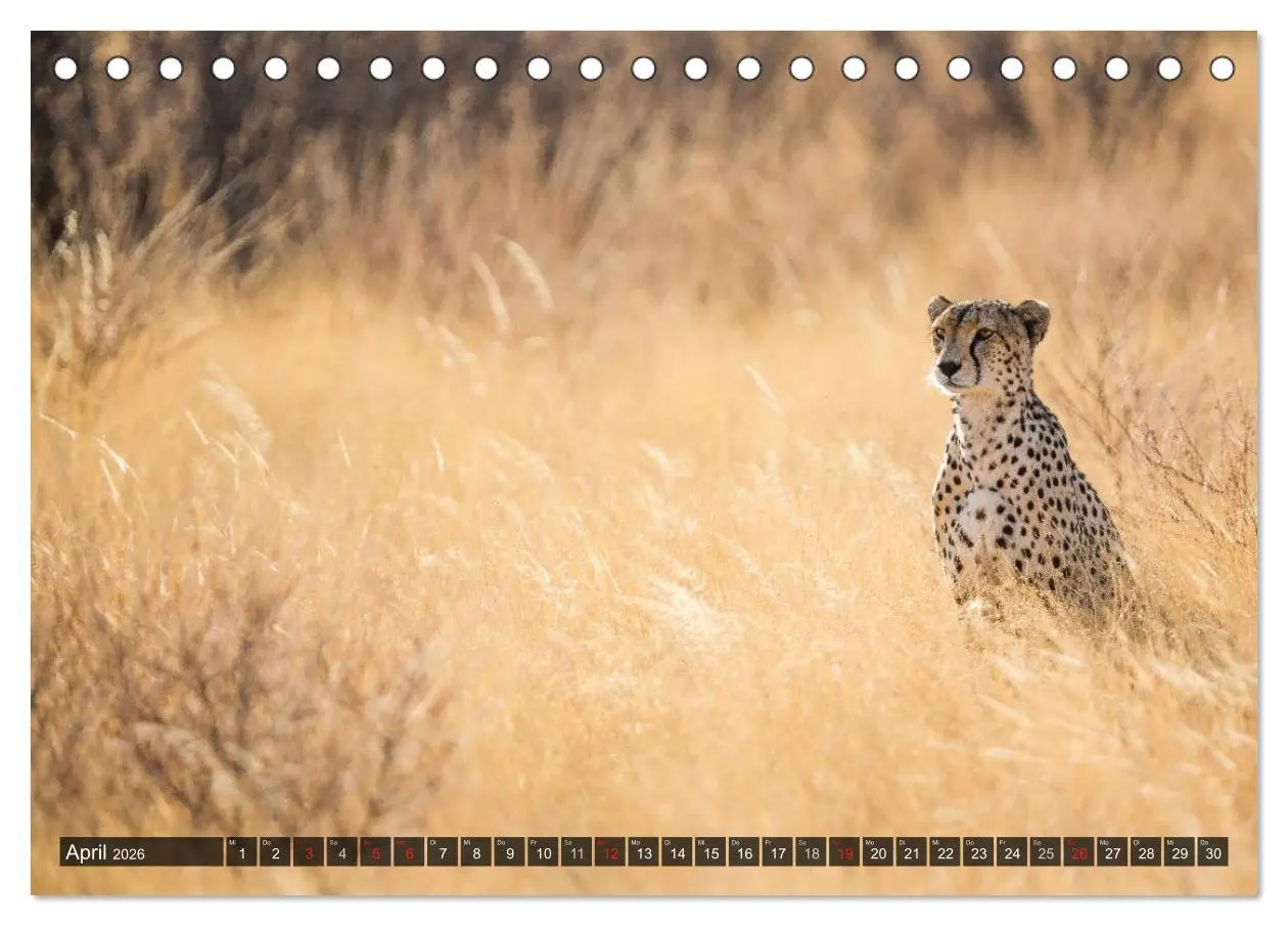 Bild: 9783516160741 | Kenia 2026 (Tischkalender 2026 DIN A5 quer), CALVENDO Monatskalender
