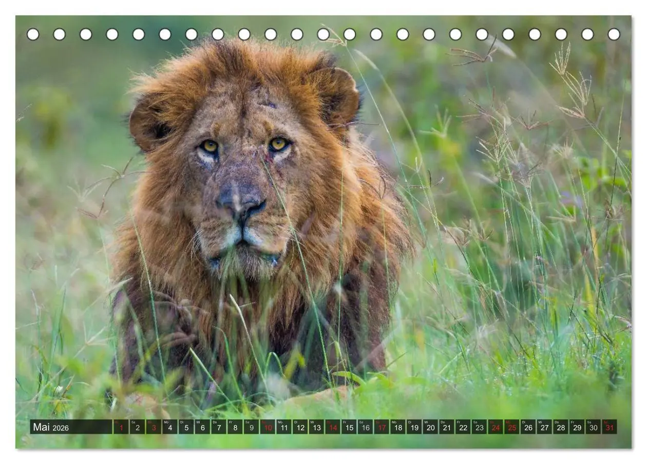 Bild: 9783516160741 | Kenia 2026 (Tischkalender 2026 DIN A5 quer), CALVENDO Monatskalender