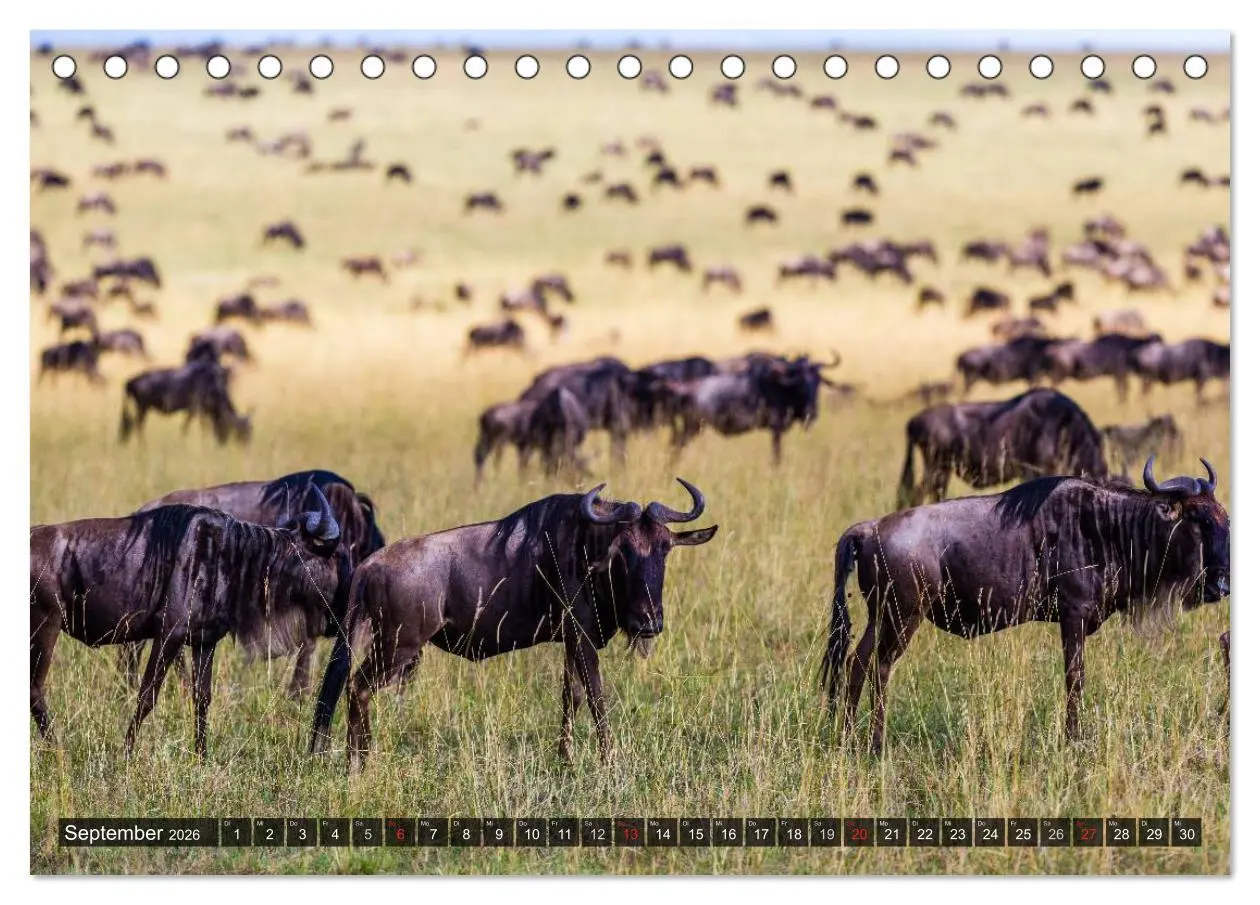 Bild: 9783516160741 | Kenia 2026 (Tischkalender 2026 DIN A5 quer), CALVENDO Monatskalender
