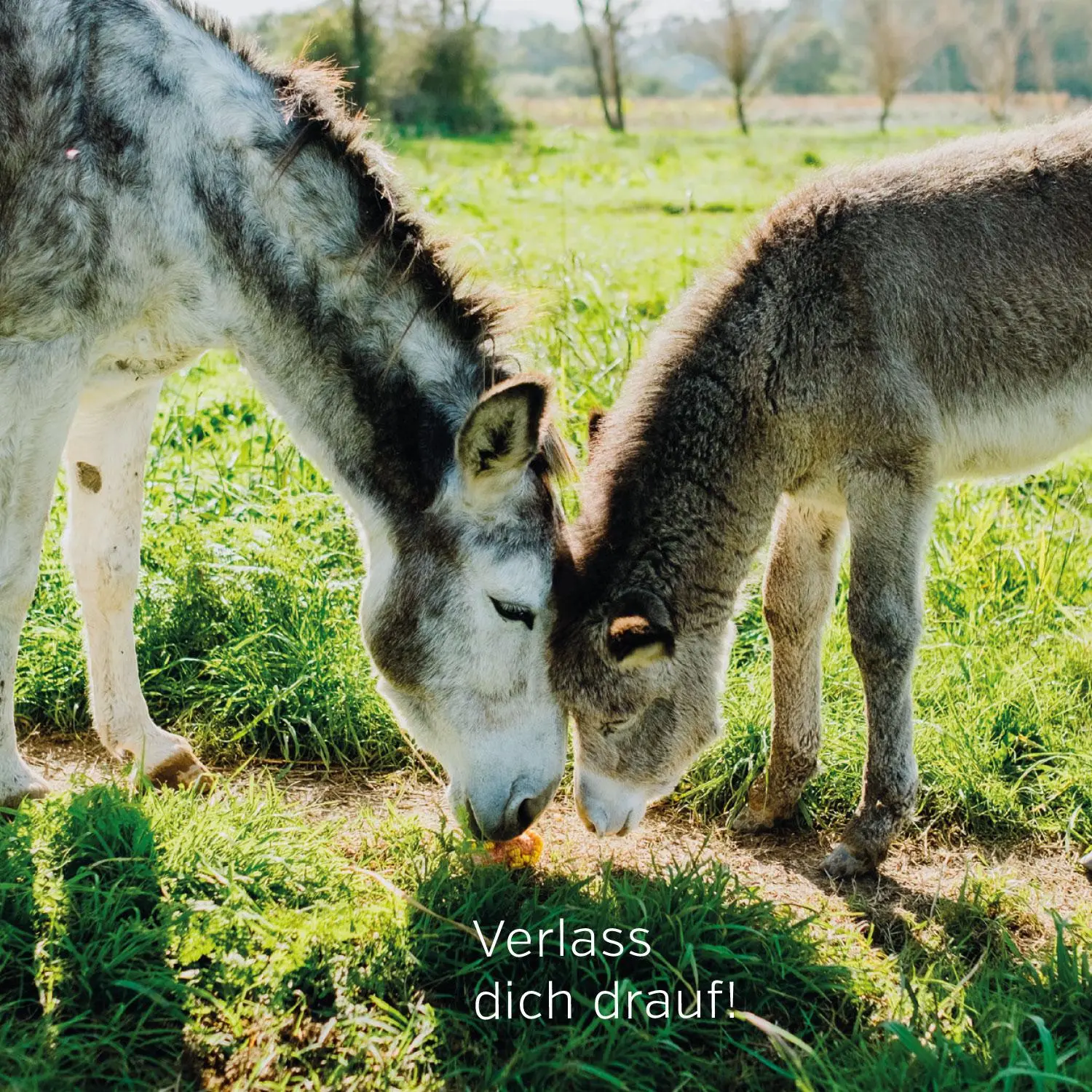 Bild: 4027537000941 | Gute Laune Block Blumenkranz | 96 S. | Deutsch | 2023