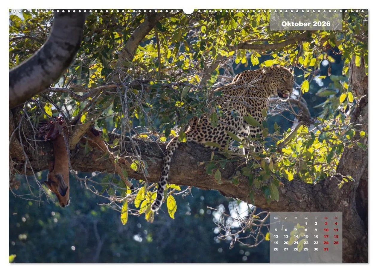 Bild: 9783457430941 | Auf Safari im Kruger National Park (hochwertiger Premium...