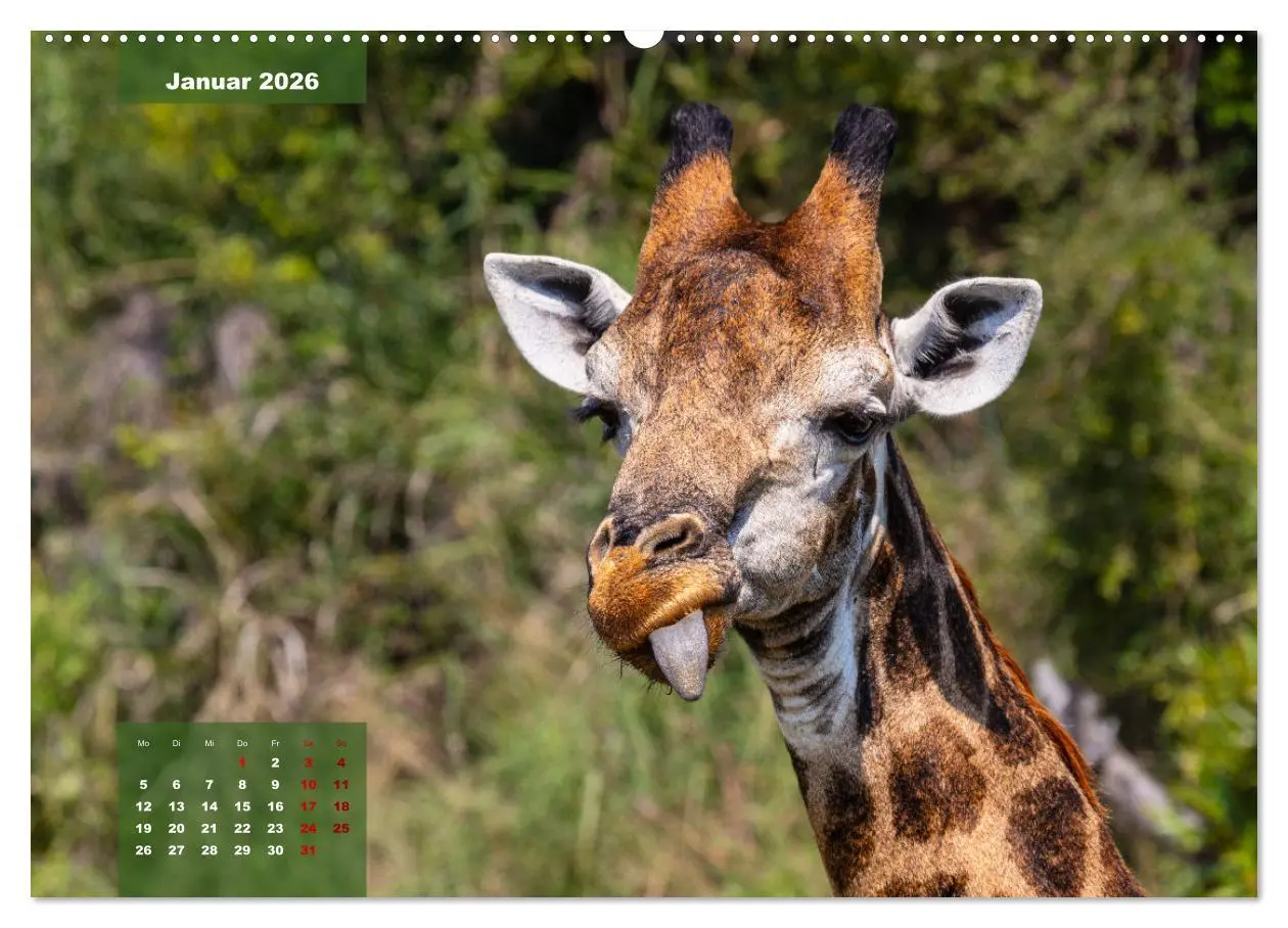 Bild: 9783457430941 | Auf Safari im Kruger National Park (hochwertiger Premium...