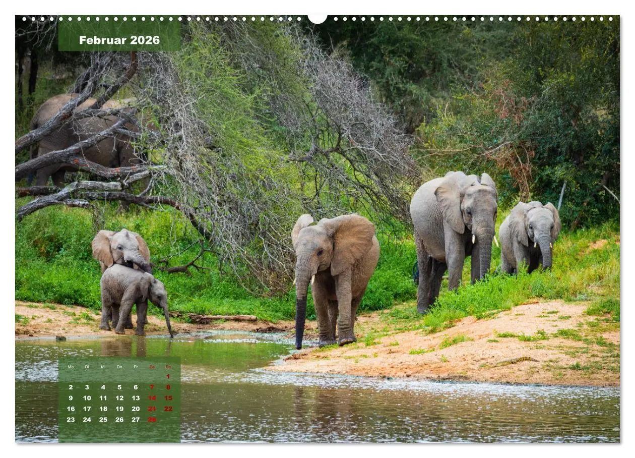 Bild: 9783457430941 | Auf Safari im Kruger National Park (hochwertiger Premium...