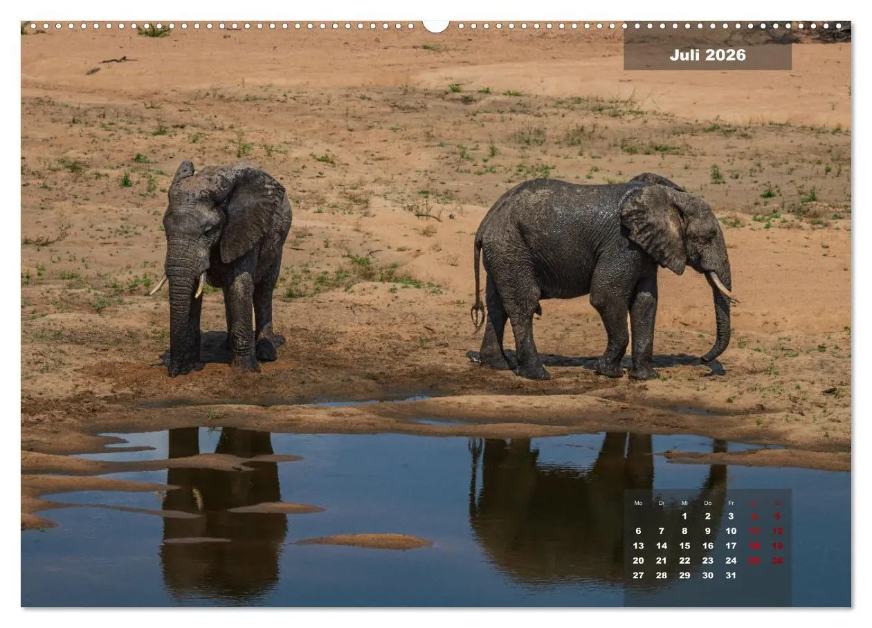 Bild: 9783457430941 | Auf Safari im Kruger National Park (hochwertiger Premium...